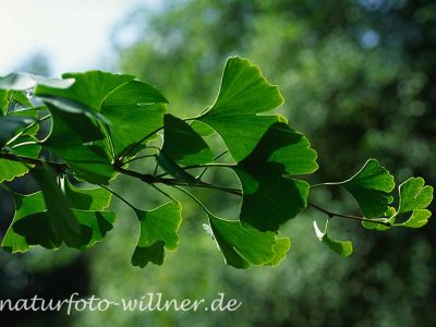 Ginkgobaum (Ginkgo biloba) Foto W. Willner-16