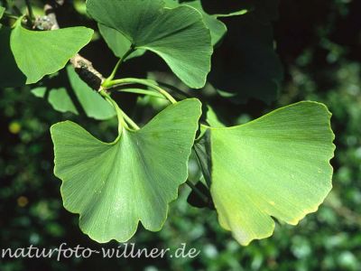 Ginkgobaum (Ginkgo biloba) Foto W. Willner-2