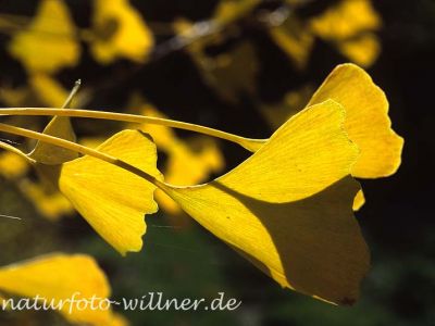 Ginkgobaum (Ginkgo biloba) Foto W. Willner-21