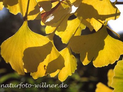 Ginkgobaum (Ginkgo biloba) Foto W. Willner-22