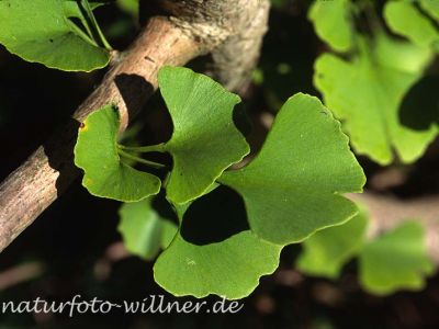 Ginkgobaum (Ginkgo biloba) Foto W. Willner-25