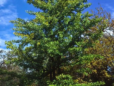 Ginkgobaum (Ginkgo biloba) Foto W. Willner-3-2