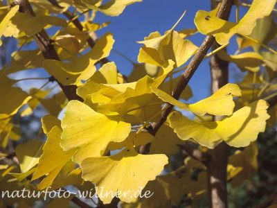 Ginkgobaum (Ginkgo biloba) Foto W. Willner-3