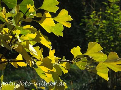 Ginkgobaum (Ginkgo biloba) Foto W. Willner-30