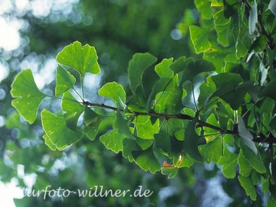 Ginkgobaum (Ginkgo biloba) Foto W. Willner-4