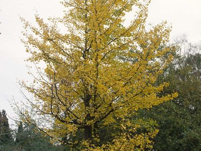 Ginkgobaum (Ginkgo biloba) Foto W. Willner-41