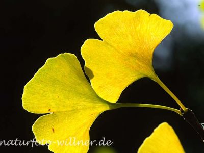Ginkgobaum (Ginkgo biloba) Foto W. Willner-8