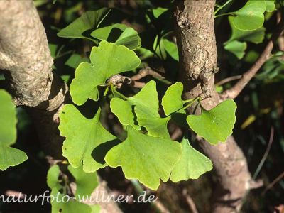 Ginkgobaum (Ginkgo biloba) Foto W. Willner-9