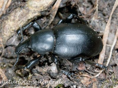 Glatter Dickrüssler (Liparus dirus) Foto W. Willner-27