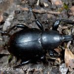 Glatter Dickrüssler (Liparus dirus) Foto W. Willner-3