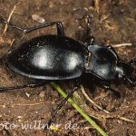 Glatter Laufkäfer (Carabus glabratus) Foto W. Willner-3