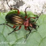 Goldglänzender Laufkäfer Carabus auronitens Foto W. Willner-2