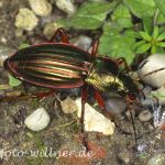 Goldlaufkäfer 2 Foto W. Willner