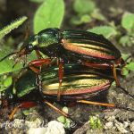Goldlaufkäfer 4 Foto W. Willner