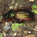 Goldlaufkäfer 8 Foto W. Willner