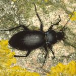 Goldleiste 3 (Carabus violaceus) Foto W. Willner