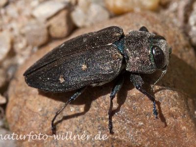 Goldpunkt-Laubholz-Prachtkäfer Naturfoto Willner-3