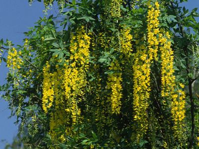 Goldregen (Laburnum anagyroides) Foto W. Willner-3