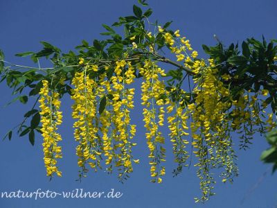 Goldregen (Laburnum anagyroides) Foto W. Willner