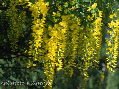 Goldregen (Laburnum anagyroides) Foto Wolfgang Willner Naturfoto