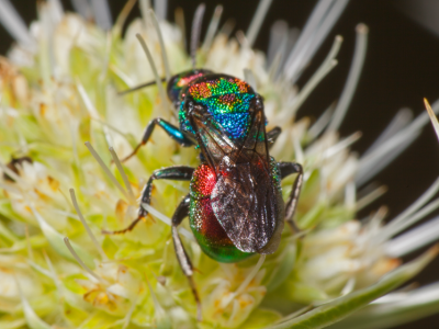 Goldwespe (Hedychrum sp.) Foto W. Willner 15