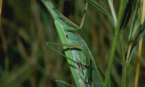 Gottesanbeterin (Mantis religiosa)
