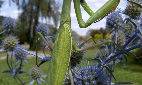 Gottesanbeterin 14 Foto W. Willner