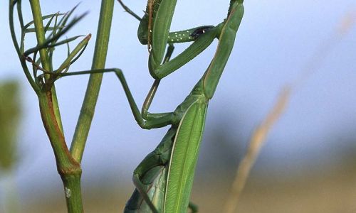 Gottesanbeterin 2 Foto W. Willner