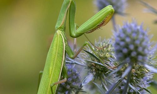 Gottesanbeterin 25 Foto W. Willner