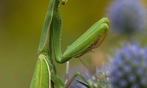 Gottesanbeterin 28 Foto W. Willner