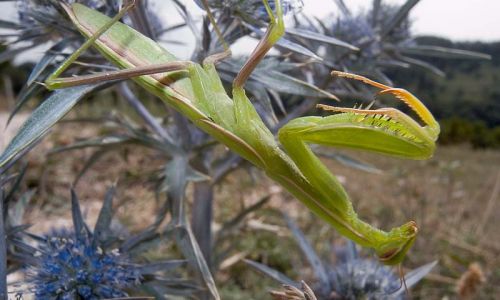 Gottesanbeterin Foto Foto W. Willner5