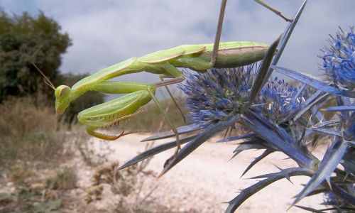 Gottesanbeterin Foto W. Willner2