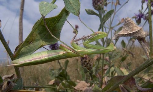 Gottesanbeterin Foto W. Willner8