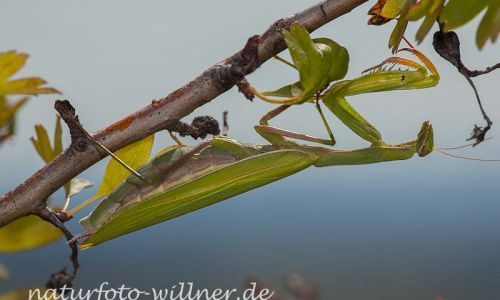 Gottesanbeterin (Mantis religiosa) 33 Foto W. Willner