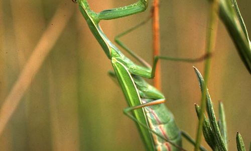 Gottesanbeterin Mantis religiosa Foto W. Willner 228