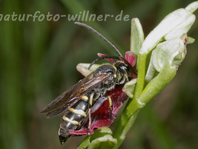Grabwespe (Argogorytes sp.) an Fliegenragwurz Naturfoto Willner