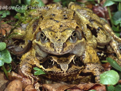 Grasfrosch 10 Foto W. Wilner