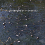 Grasfrosch 25 Foto W. Wilner