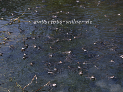 Grasfrosch 25 Foto W. Wilner