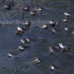 Grasfrosch Laichgesellschaft 2 Foto W. Wilner