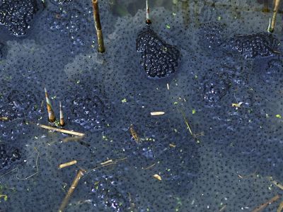 Grasfroschlaich 4 Foto W. Wilner