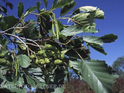 Grau-Erle (Alnus incana)