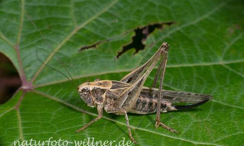 Graue Beißschrecke (Platycleis grisea) 3 Foto W. Willner