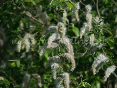 Grauweide Salix cinerea Naturfoto Willner DSC_1170