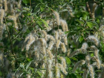 Grauweide Salix cinerea Naturfoto Willner DSC_1174