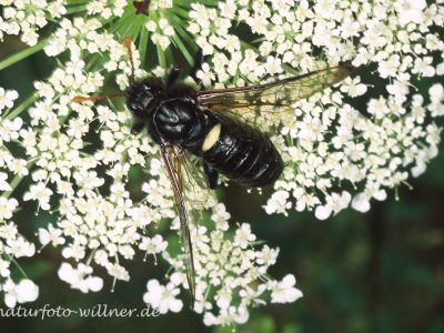 Große Birkenblattwespe 5 Foto W. Willner