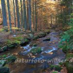Naturfoto Willner Naturfoto Willner