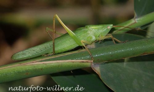 Große Schiefkopfschrecke (Ruspolia nitidula)