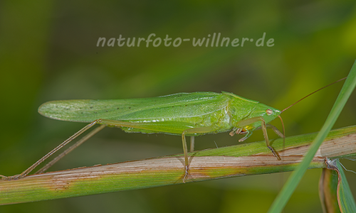 Große Schiefkopfschrecke (Ruspolia nitidula)Naturfoto Willner Große Schiefkopfschrecke (Ruspolia nitidula)