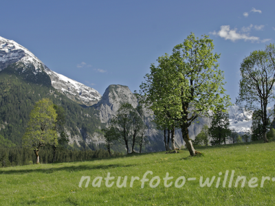 Naturfoto Willner Naturfoto Willner